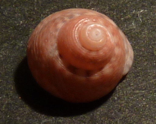 Trochidae Gibbula turbinoides ?